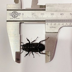 天然コクワガタ大型個体（埼玉県狭山市産）♂♀ペア（オス44mm、メス25mm）/2025.8.31野外採集の画像