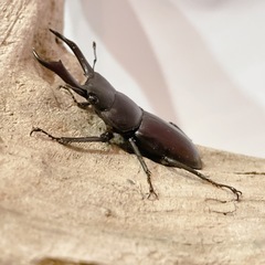 天然コクワガタ大型個体（埼玉県狭山市産）♂♀ペア（オス44mm、メス25mm）/2025.8.31野外採集の画像