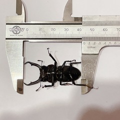 天然コクワガタ大型個体（埼玉県狭山市産）♂♀ペア（オス44mm、メス25mm）/2025.8.31野外採集の画像