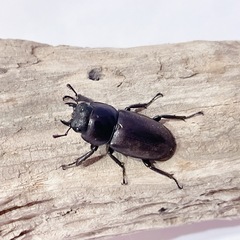 天然コクワガタ大型個体（埼玉県狭山市産）♂♀ペア（オス44mm、メス25mm）/2025.8.31野外採集の画像