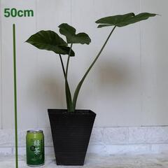 🌿クワズイモかと50cm/観葉植物🌿の画像