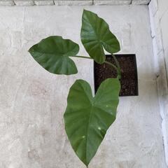 🌿クワズイモかと50cm/観葉植物🌿の画像
