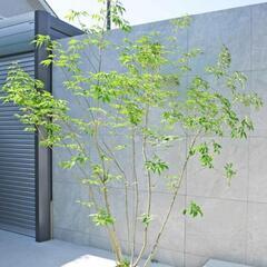 【謝礼あり】アオダモ・カエデの株立ちを採取させていただける方を探...