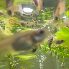 グッピー　稚魚の画像