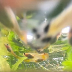 グッピー　稚魚の画像