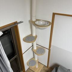 突っ張りキャットタワーの画像