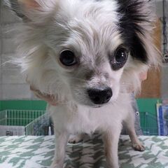 チワワの雄 　里親様募集　