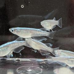 如水(じょすい)〈受付終了しました〉メダカ　稚魚　10匹+α　500円の画像