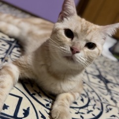 アメショ🌼9ヶ月♂