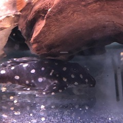 アクアリウム　ブラックドラゴンスター　プレコ　熱帯魚の画像