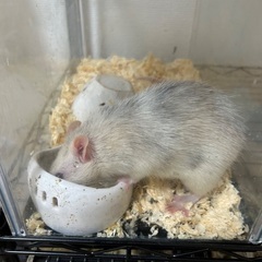 ファンシーラット