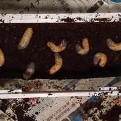 ４匹で５００円◆カブトムシ幼虫 国産◆の画像