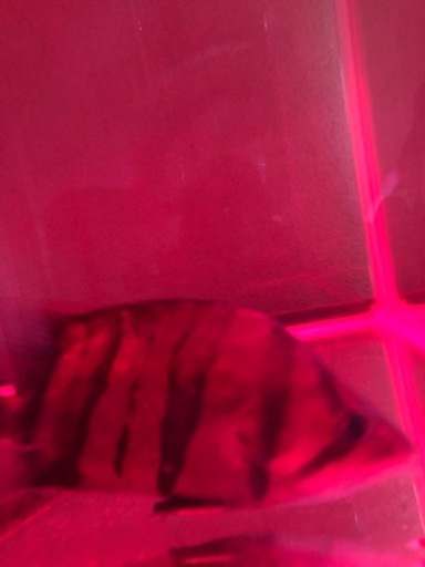 ダトニオプラスワン　熱帯魚　アクアリウム　古代魚