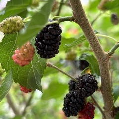 マルベリー（桑の木）挿し木用カット木　5本の画像