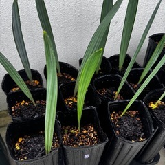 1株　ビスマルキア・ノビリス・シルバー(Bismarckia Nobilis Silver)の画像