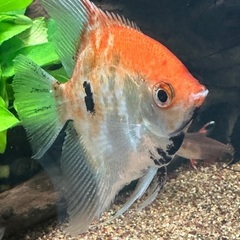 熱帯魚エンゼルの画像