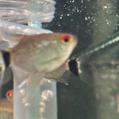 熱帯魚、10匹以上。の画像
