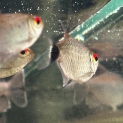熱帯魚、10匹以上。の画像