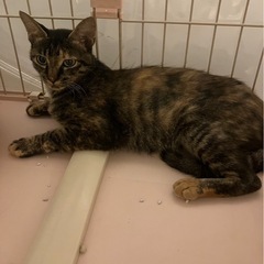 穏やか ゴロスリさん　黒サビ　奏ちゃん