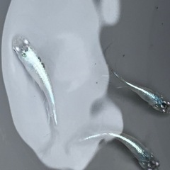 メダカ　幹之　1ペア　②　の画像