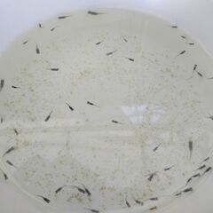 ミックスメダカ　若魚　めだかの画像