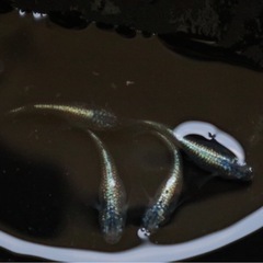 ネプチューンメダカ極上の画像