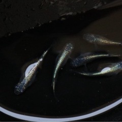 ネプチューンメダカ極上の画像