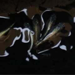 ネプチューンメダカ極上の画像