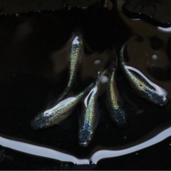 ネプチューンメダカ極上の画像