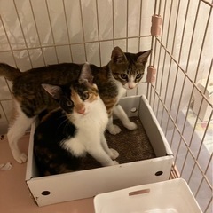 （お話中）好奇心たっぷり　ミケ柄　おんぷちゃん