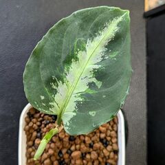 観葉植物 アグラオネマ ピクタム トリカラー 2025/08_Bの画像