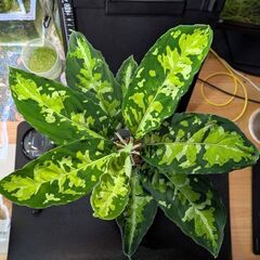 観葉植物 アグラオネマ ピクタム トリカラー 2025/08_Bの画像