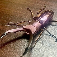 クワガタセットの画像