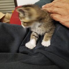 子猫差し上げます