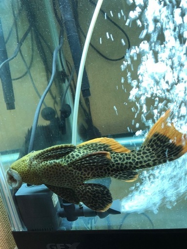 熱帯魚　プレコ　アクアリウム　スーパーオレンジフィンレオパードトリム　淡水魚