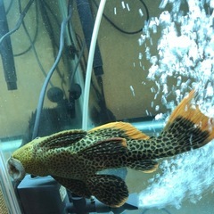 熱帯魚　プレコ　スーパーオレンジフィンレオパードトリム　淡水魚の画像