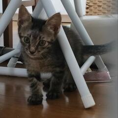 1.5カ月くらい　キジトラ子猫