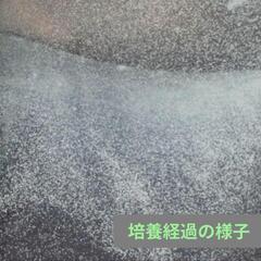 ゾウリムシ（生米培養）500mlの画像