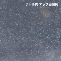 ゾウリムシ（生米培養）500mlの画像