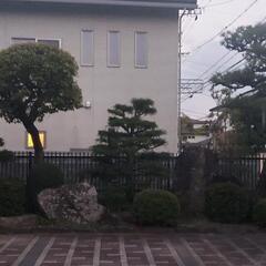 庭園　「石」「松」　　等の画像