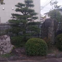 庭園　「石」「松」　　等の画像