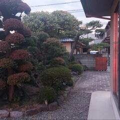 庭園　「石」「松」　　等の画像
