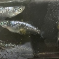 ヒトとは違ったメダカが欲しいヒトへwの画像