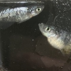 ヒトとは違ったメダカが欲しいヒトへwの画像