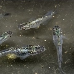ヒトとは違ったメダカが欲しいヒトへwの画像
