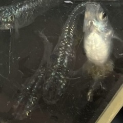 ヒトとは違ったメダカが欲しいヒトへwの画像