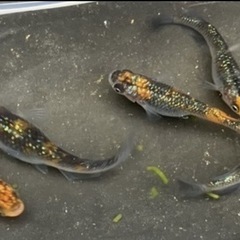 仕上がりました！極上　ユリシス1ペア
の画像