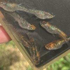 仕上がりました！極上　ユリシス1ペア
の画像