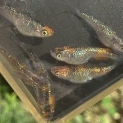 仕上がりました！極上　ユリシス1ペア
の画像