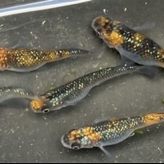 仕上がりました！極上　ユリシス1ペア
の画像